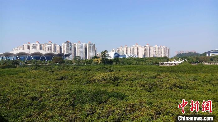 圖為防城港市北部灣海洋文化公園內(nèi)紅樹林郁郁蔥蔥?！●T抒敏 攝