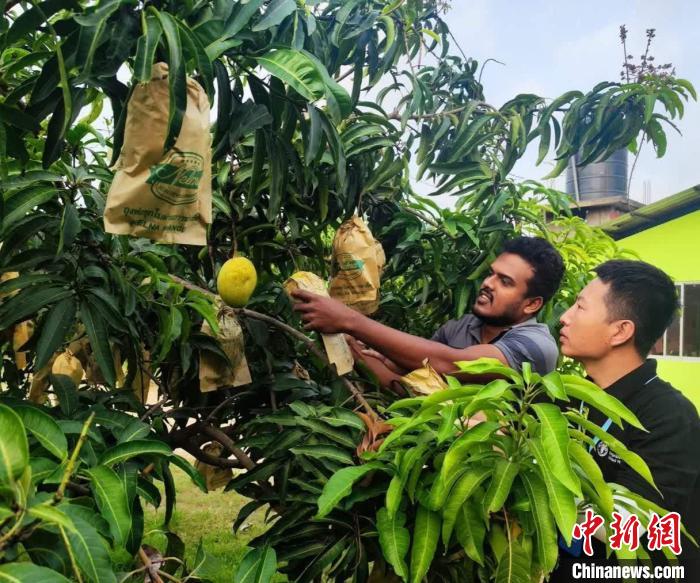 項(xiàng)目組專家在一處芒果生產(chǎn)基地開展田間病蟲害防控指導(dǎo)。　中斯南南合作專家組供圖