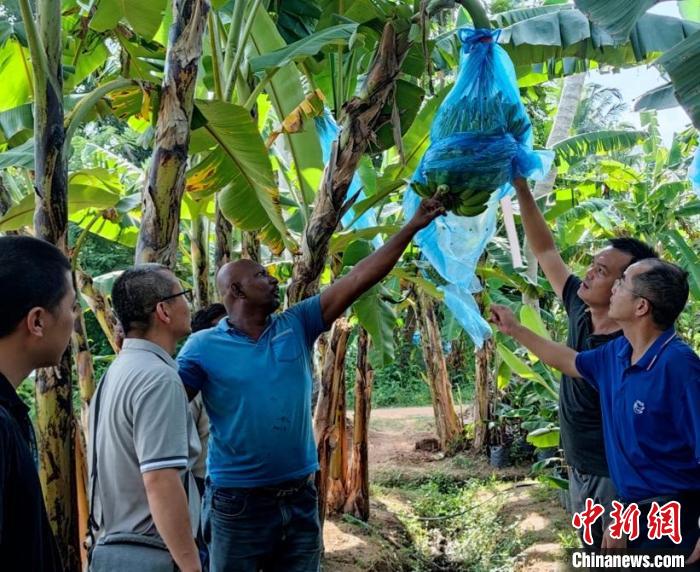 中國專家在斯里蘭卡一處種植園查看香蕉生長情況?！≈兴鼓夏虾献鲗＜医M供圖